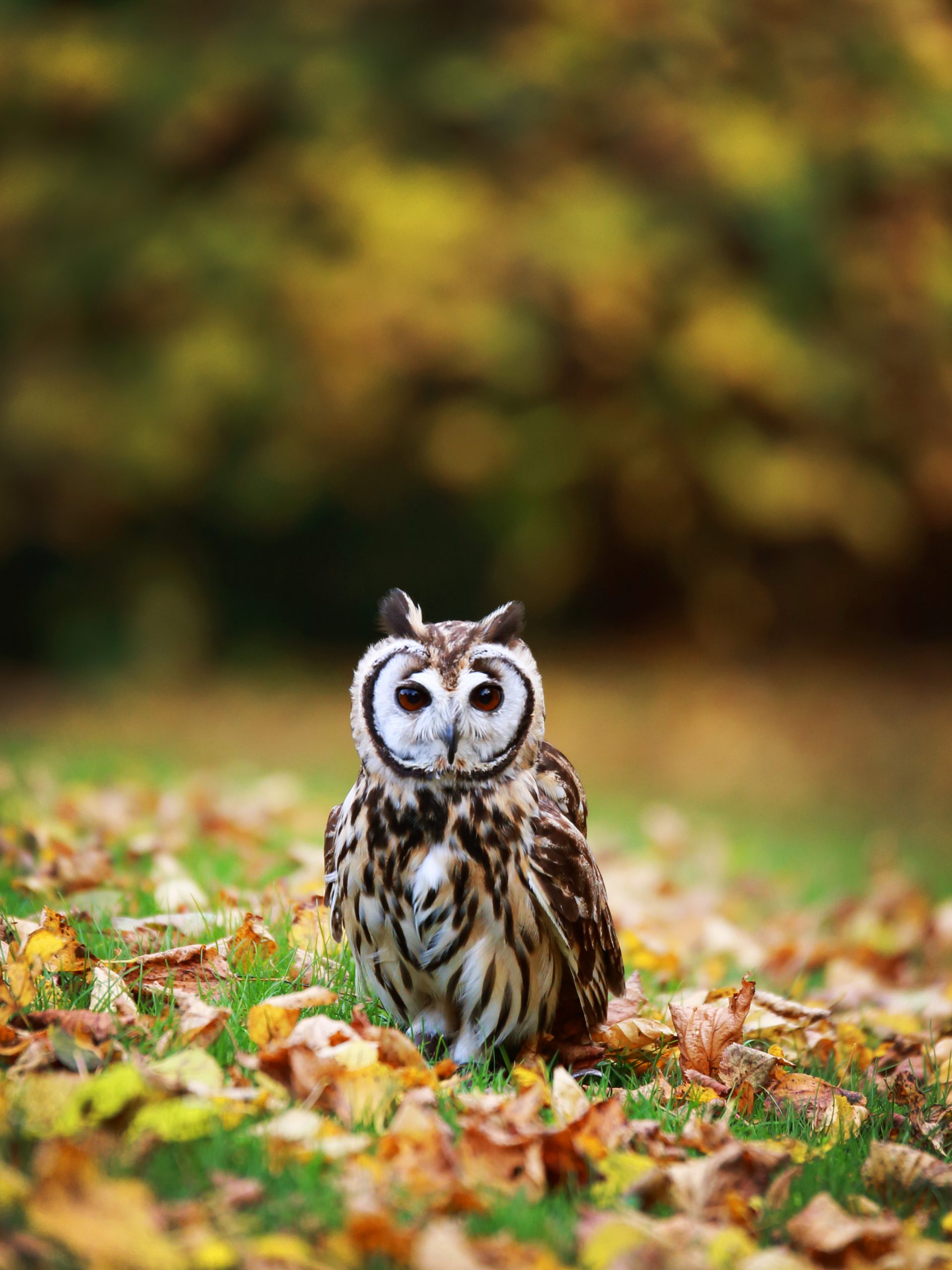 Mylo - Peruvian Striped Owl