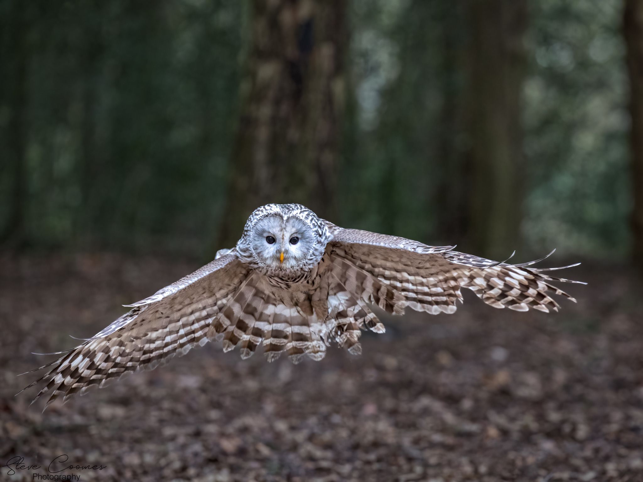 Bluebell - Great Grey Owl at Thoresby Park