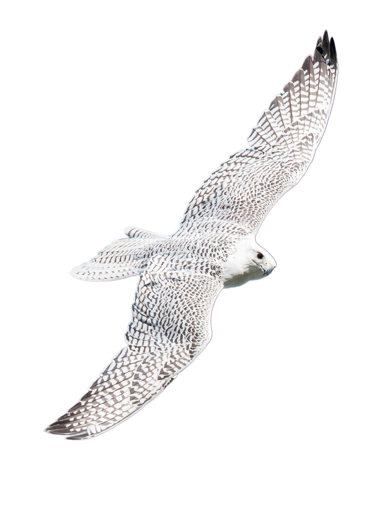 Grace - Gyr Falcon