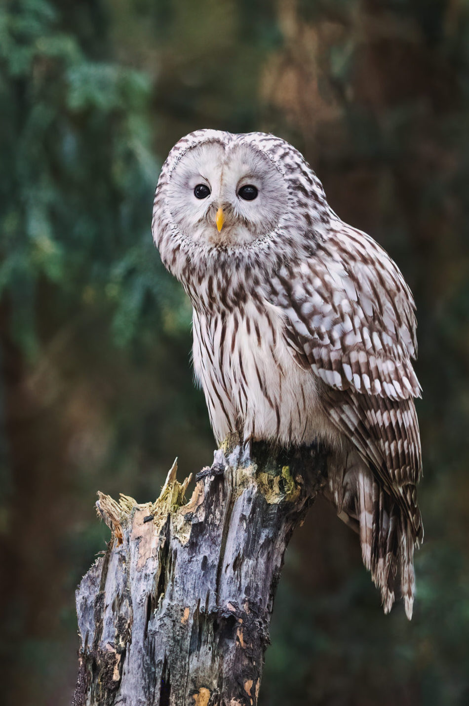 Clover Ural Owl