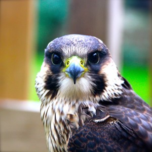 Percy - Peregrine Falcon