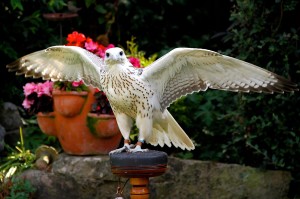 Merlin - Gyr x Saker Falcon