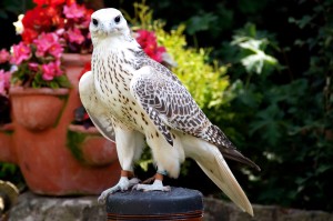 Merlin - Gyr x Saker Falcon