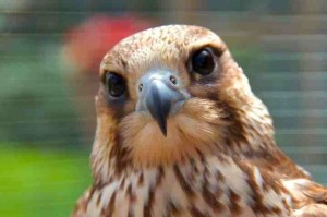 Elvis - Peregrine x Saker Falcon