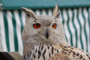 Bo - From South Wilts Falconry