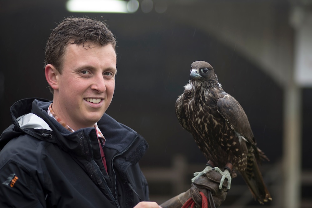 Black Gyr Falcon - Sybella