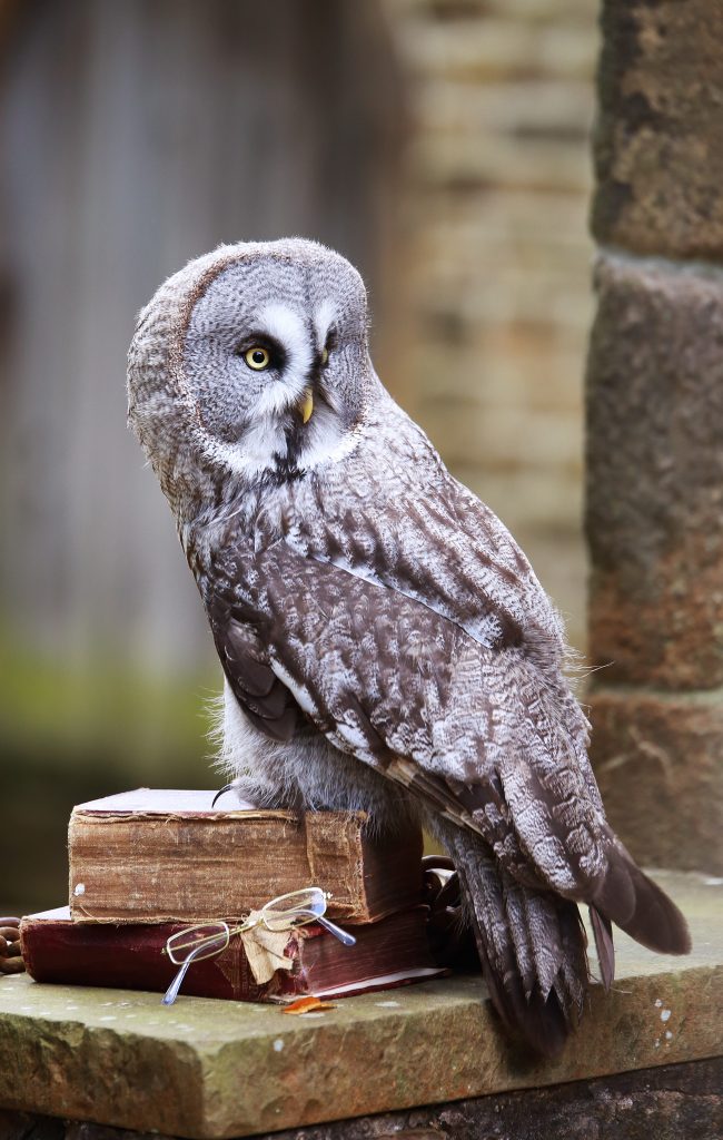 Bluebell - Owl School Visits