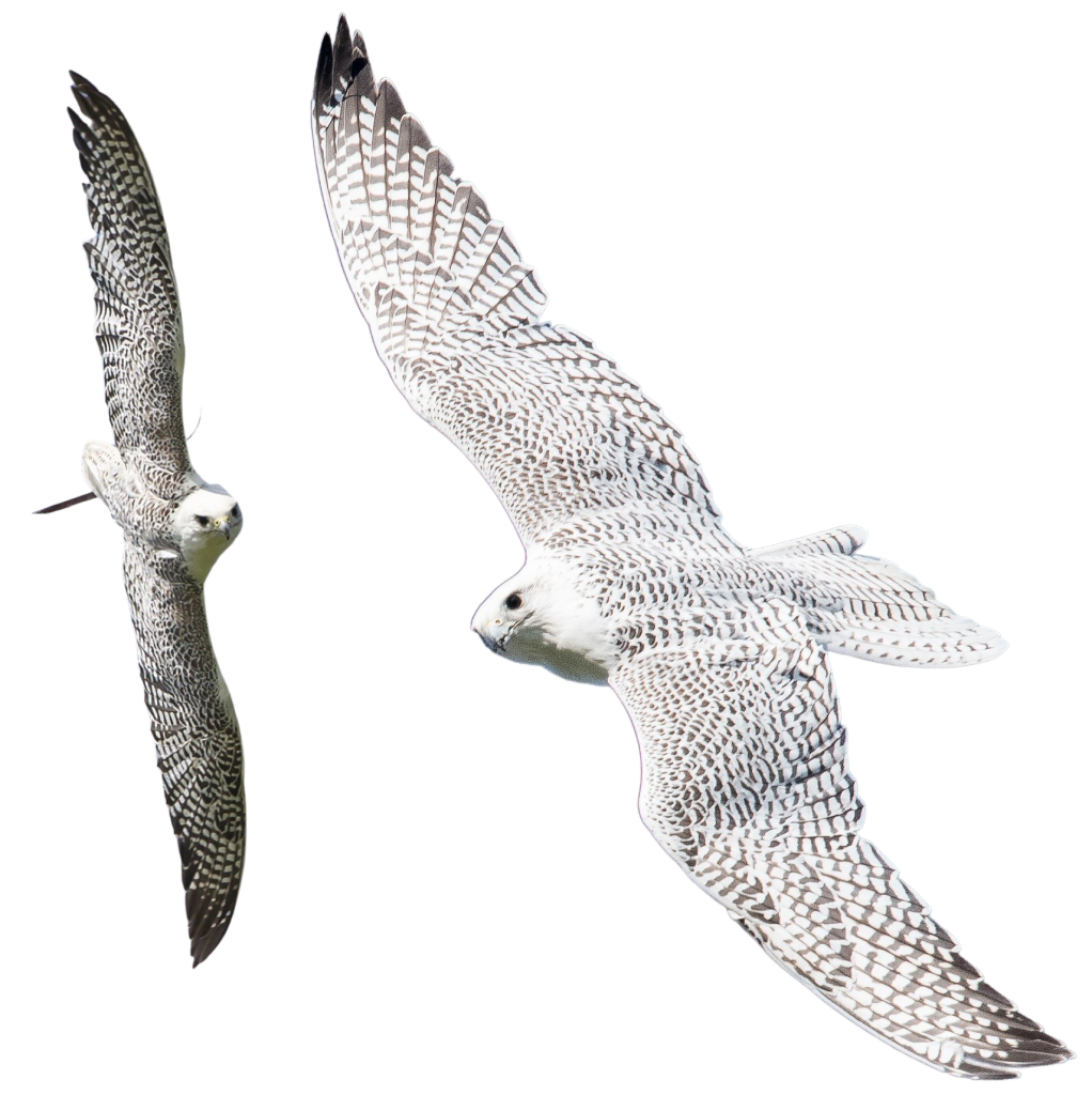 Merlin and Grace - Gyr Falcons