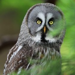 Bluebell - Great Grey Owl