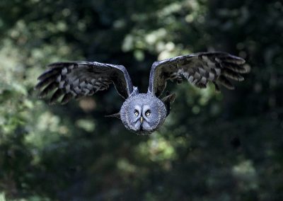 Bluebell - Great Grey Owl