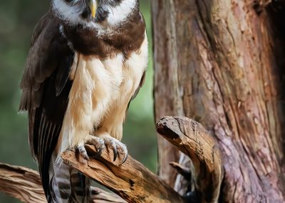 UK, Sherwood Forrest, Nottinghamshire Birds of Prey Event