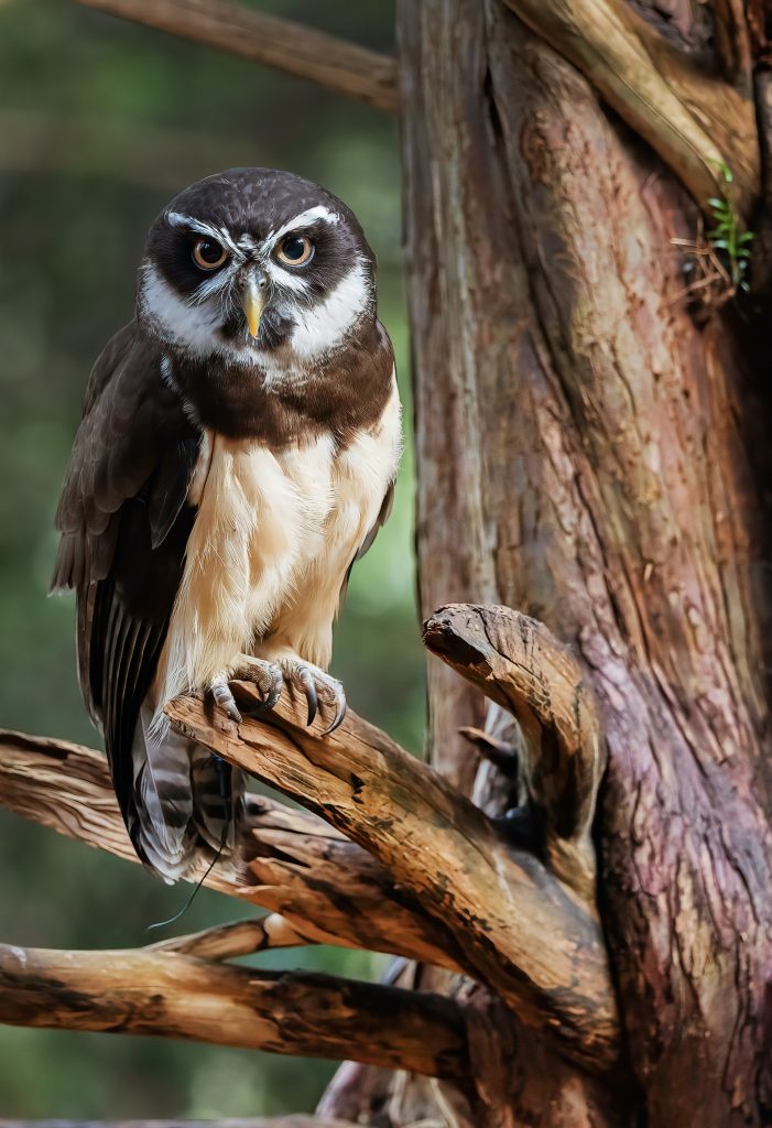 Domino - Spectacled Owl