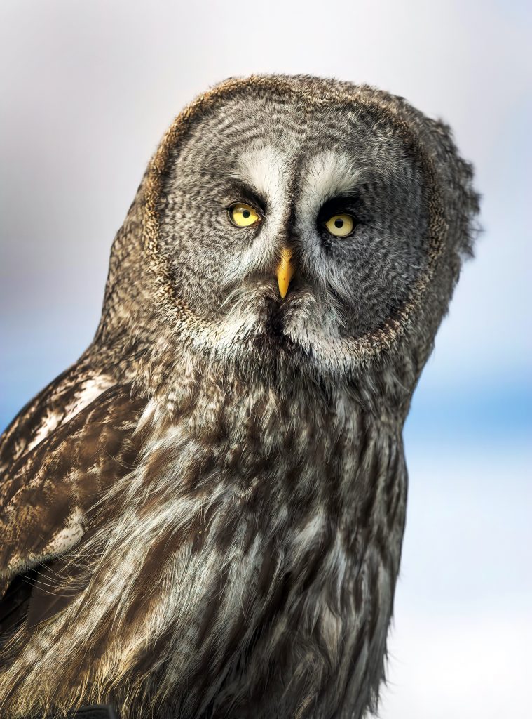 Bluebell - Great Grey Owl
